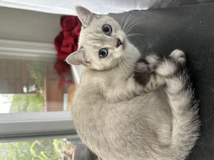 Bkh kitten zu zweit abzugeben inkl zubehör!!