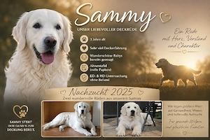 Sammy   unser liebevoller Deckrüde