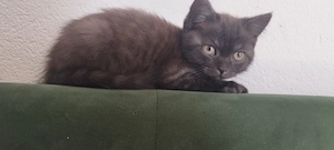 Kater suchen ein neues Zuhause 