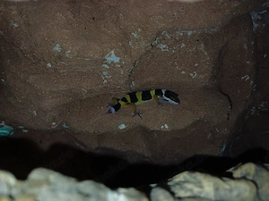 Leopardgeckos