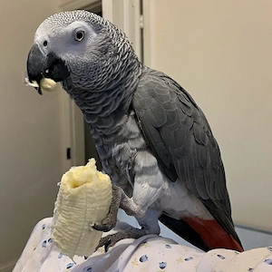 Suche Graupapagei Henne ab ca.5 Jahre für unser Hahn