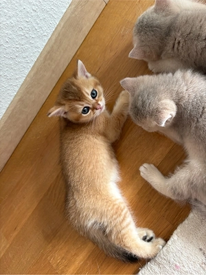 Kitten BKH 