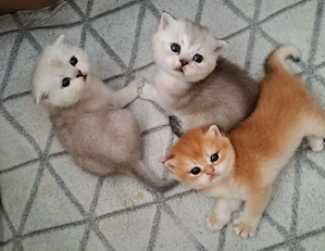 Kitten Goldene und Silber Chinchillas  BKH 