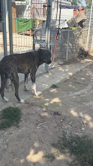 Franklin, zzt. in Ungarn, ist ein braun-schwarz gestromter Rüde im jungen Alter von 1 Jahr. 