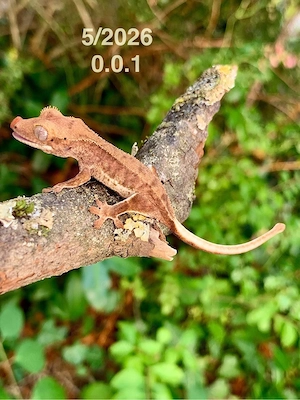 0.0.1 Correlophus Ciliatus (Kronengecko) LillyWhite Gecko