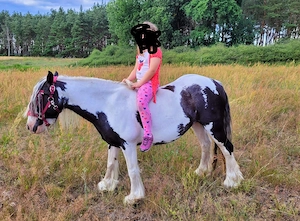 Tinkerstute Tinkerpony Tinker Pony 