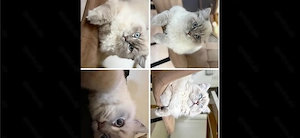 Ich suche ein liebevolles neues Zuhause für meine Ragdoll-Katze.