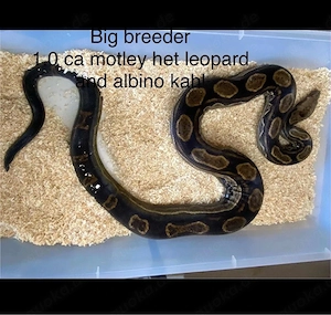 1.0 CA Motley DH kahl leopard