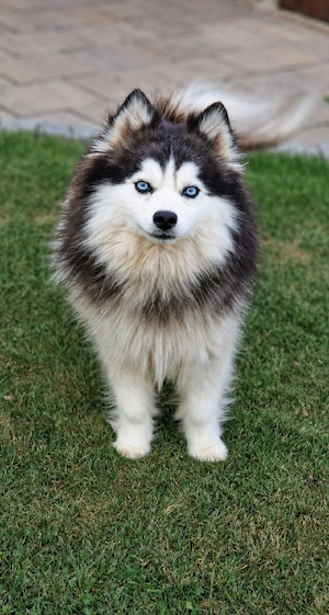 Pomsky Wolly Toy F3 DECKRÜDE 