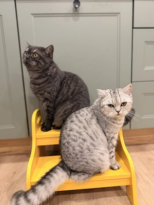 BKH Brittisch Kurzhaar Kater und Katze 