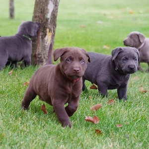 Labrador Welpen