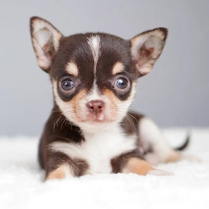 Chihuahua suchen neues zu Hause