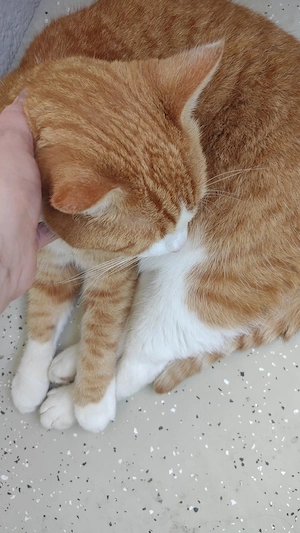 Toni sucht ein neues Zuhause 