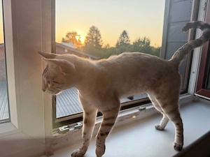 Kiara sucht ein neues Zuhause 