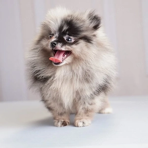 Pomeranian Zwergspitz Welpen((((( 491787-504492))))))