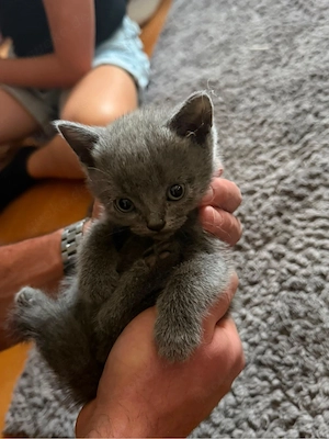 Britisch kurzhaar kitten 