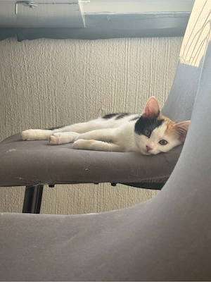 süße Glückskatze Kitten