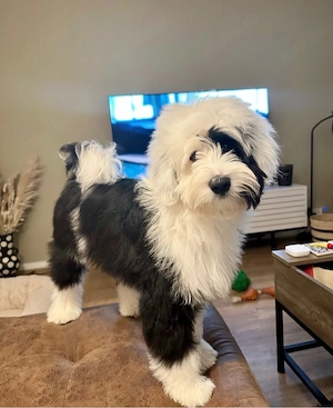 Rehomeing Tibetan Terrier