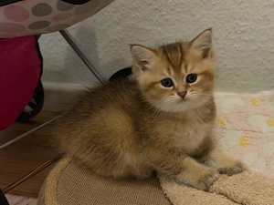 BKH kitten