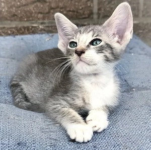 Rassemix Sphynx x Orientalisch Kurzhaar (Mischlinge) Kitten 