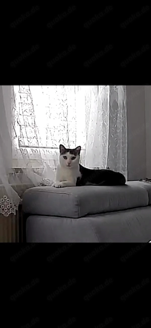 Liebevolle Katze zu verschenken Bild 2