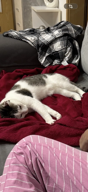 Liebevolle Katze zu verschenken Bild 4