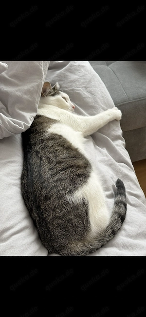 Liebevolle Katze zu verschenken Bild 3