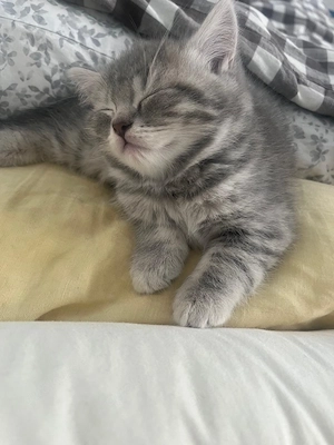 Überschrift: Traumhafter BKH   Sibirische Langhaar Mix Kater (geb. 16.04.2026) sucht Kuschelplatz! 