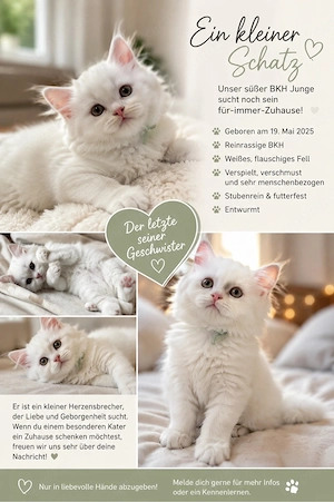 wunderschöner BLH-kater