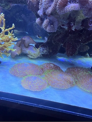 Meerwasser Bild 4