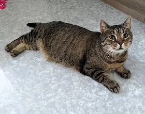 Irmi -  kleine selbstzufriedene Tigerlady sucht Altersruhesitz 