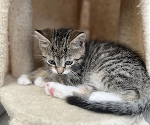 Kitten in liebevolle Hände abzugeben