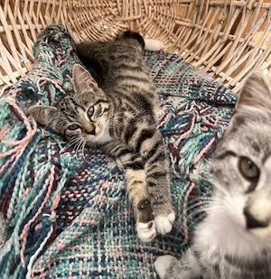 Kitten in liebevolle Hände abzugeben