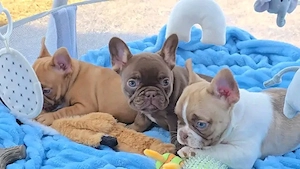 Englische Bulldoggenwelpen suchen ein liebevolles Zuhause