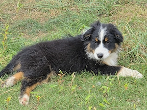 Australien Shepherd Welpen 