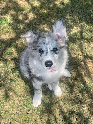  Border Collie Welpe 