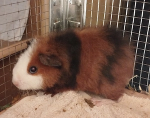 Meerschweinchen Weibchen