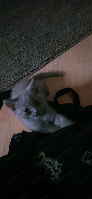BKH  kitten