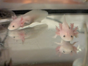 Axolotl Jungtiere abzugeben weiß