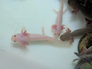Axolotl Jungtiere abzugeben 