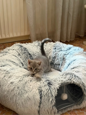britische Kurzhaarkatze