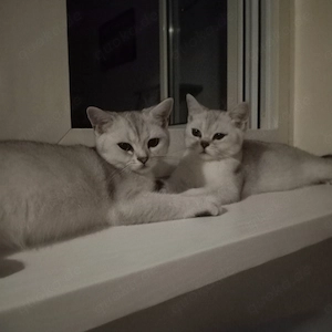 Abgabebereit,BKH Kitten 