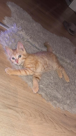 Rotes Kitten