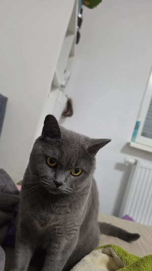 British Kurzhaar Katze Maya sucht liebevolles neues Zuhause.