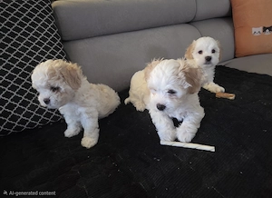 Maltipoo-Bolonka welpen