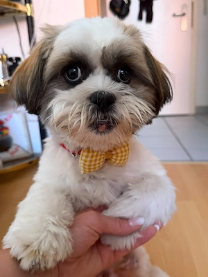 Shih-Tzu Welpe