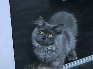 Prächtiger BLH Kater in Blau ab sofort!