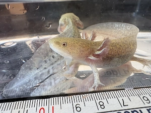 Axolotl Jungtiere 10 Monate alt