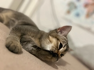 bkh katze britisch kurzhaar katze 4 monate alt 