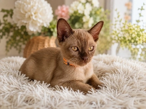 Reinrassige Burma Kitten 